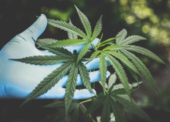 New York Cannabis Control Board Approves Licenses and Launches CAURD Grant